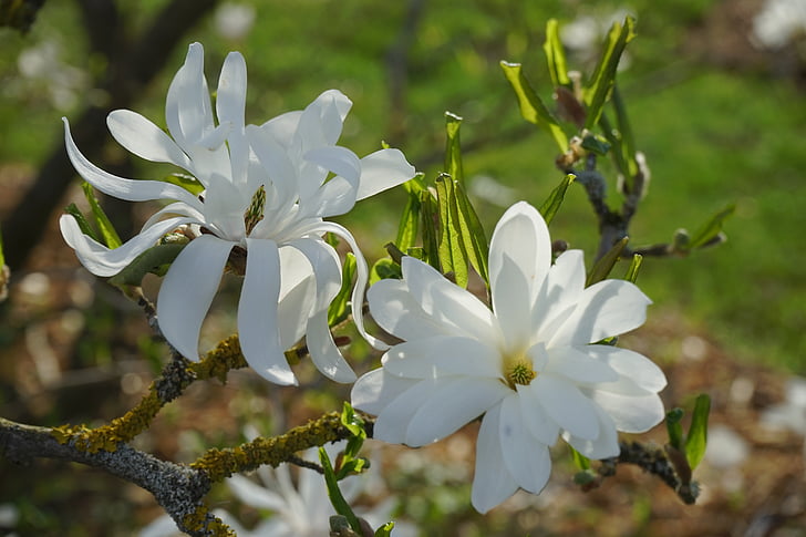 magnolie estrella, Magnolia, flor, floración, Blanco, arbusto ornamental, planta ornamental