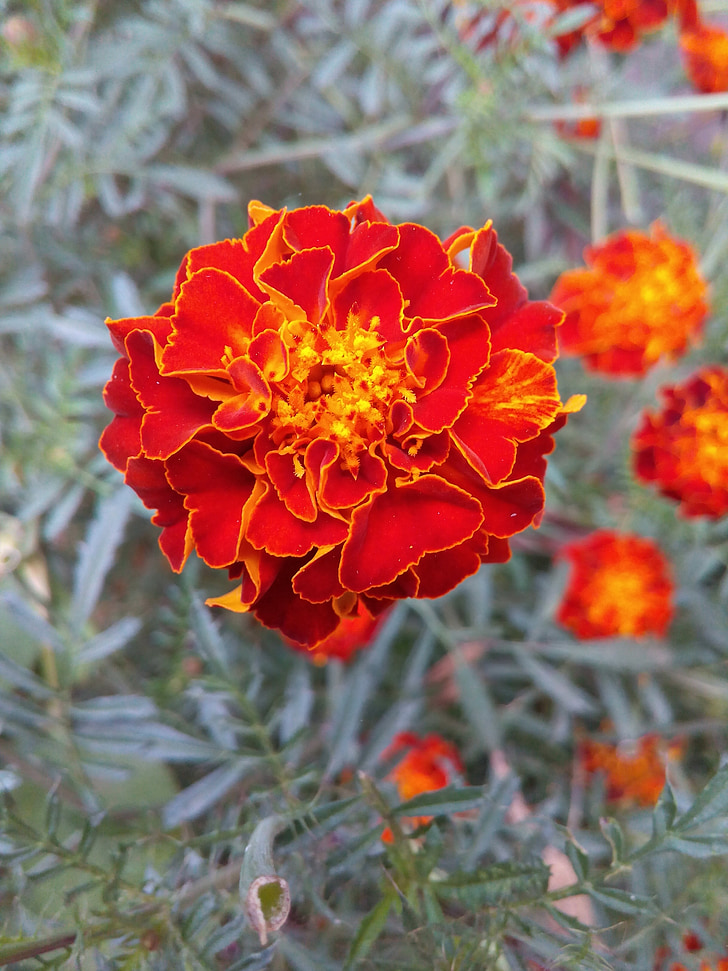 bunga, Marigold, Orange, warna-warni, Asia, bidang, botani
