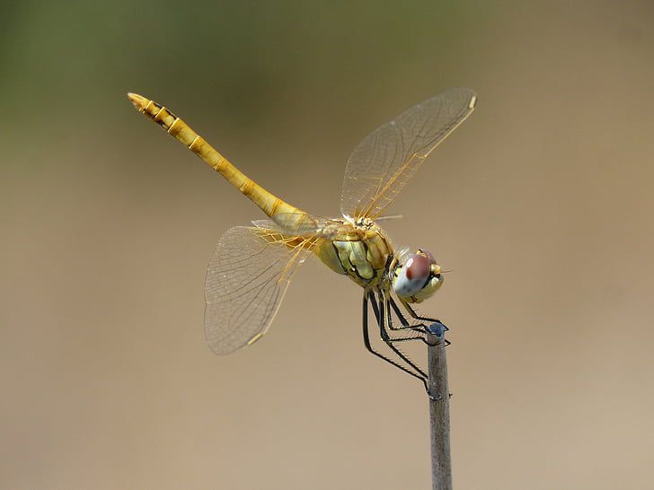 dragonfly, yellow dragonfly, cordulegaster boltonii, branch, stem, insect, one animal