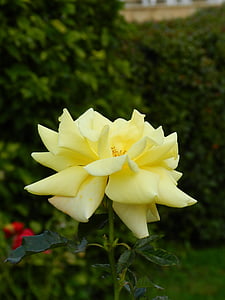 Rose, fleur, rose jaune, macro, nature, pétale, plante