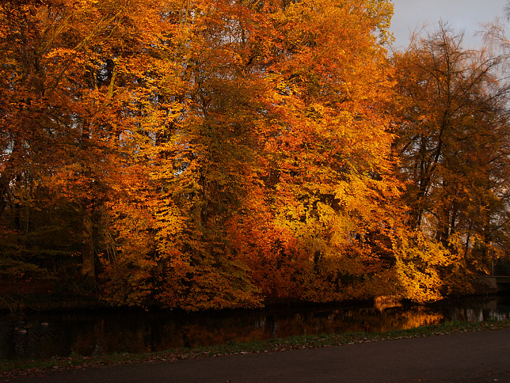 natur, efterår, skov, blad, gul, træ, orange farve