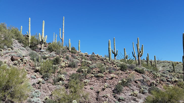 Saguaro, kaktus, kaktusy, Arizona, poušť, krajina, Příroda