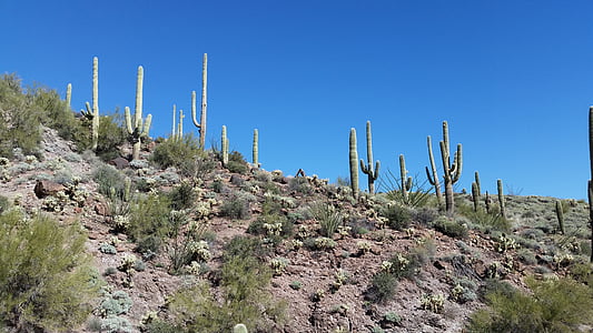 saguaro, cactus, cactus, Arizona, desert de, paisatge, natura
