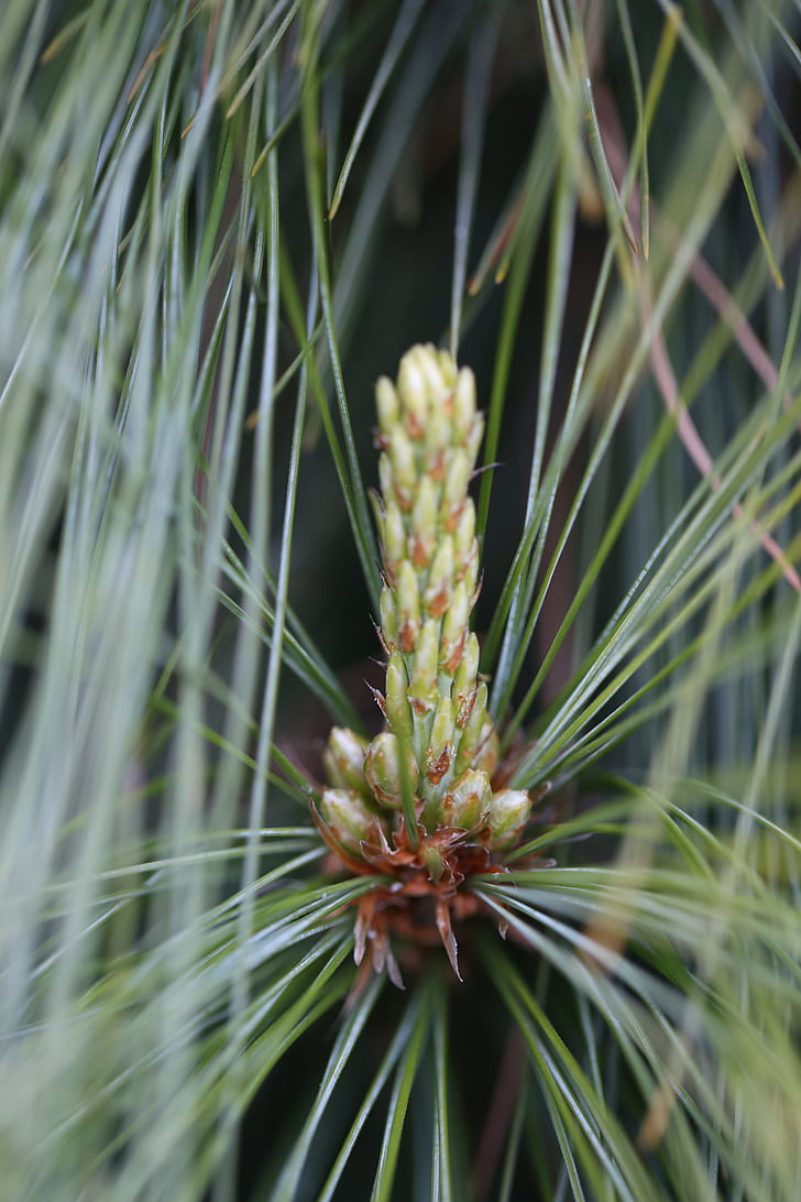 pine, green, needles, macro, plant, forest, pine needles