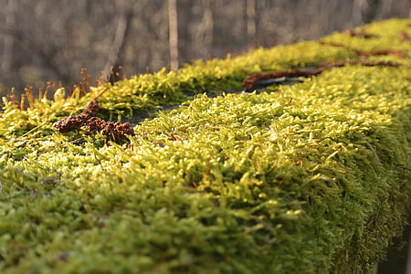 moss, forest, nature, green, sun, trees, macro