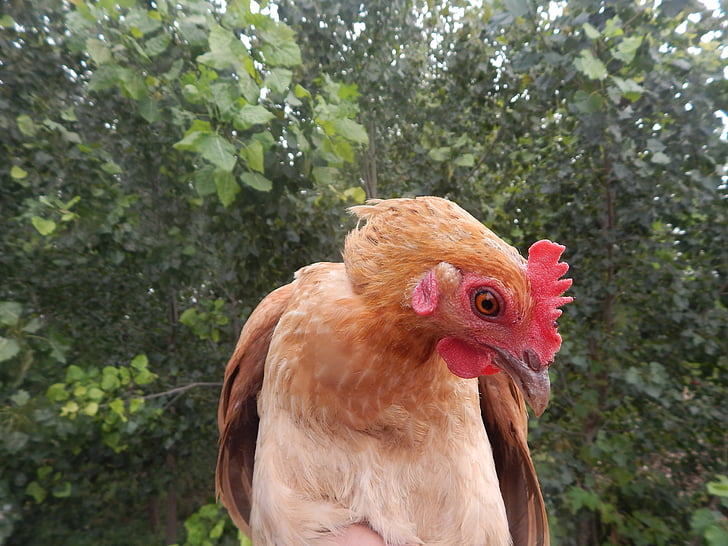 pollo, nelle zone rurali, naturale