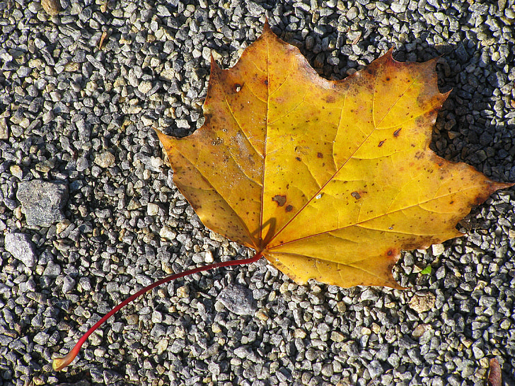 Leaf, kļavas, aizveriet, detalizēti, daba, dzeltena, rudens