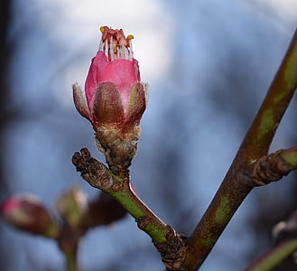 Peach blossom bud avaaminen, persikka puu, Bud, Blossom, kukka, Bloom, kevään