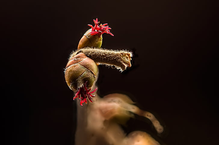 Hazel, hazelnoot bloem, vrouw, Corylus avellana, macro