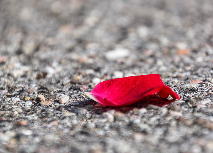 rose, asphalt, red, petal