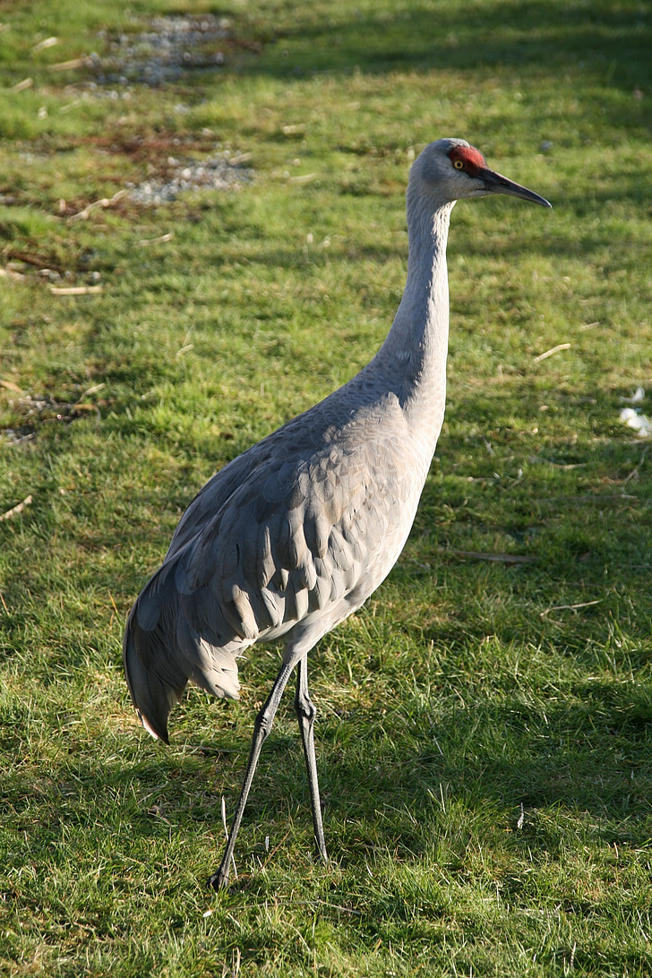 lesser sandhill crane, bird, standing, wildlife, nature, portrait, large