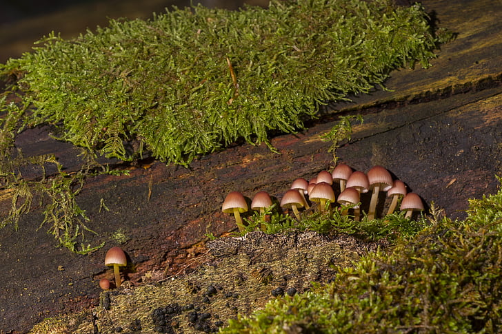 cogumelo, grupo de cogumelo, esponja, cogumelo da floresta, mini cogumelo, natureza, Outono