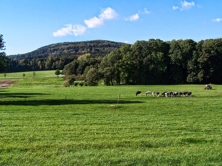 großhennersdorf, zittau, king wood, nature, grass, meadow, agriculture