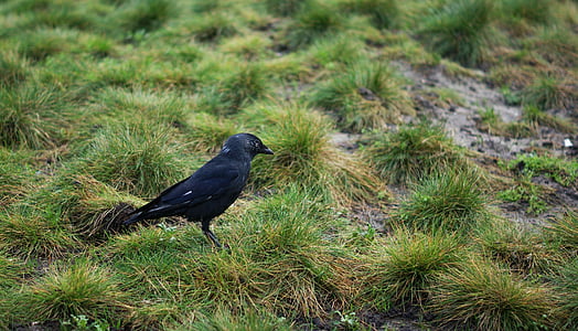crow, bird, raven bird, raven, birds, black, meadow