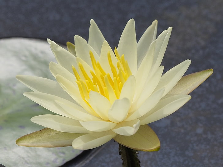 kis kedves, Lotus, Crystal-sárga, természet, szirom, növény, virág fej