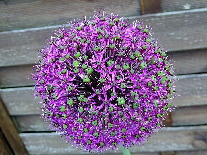 decorative garlic, flower, garlic główkowaty, violet