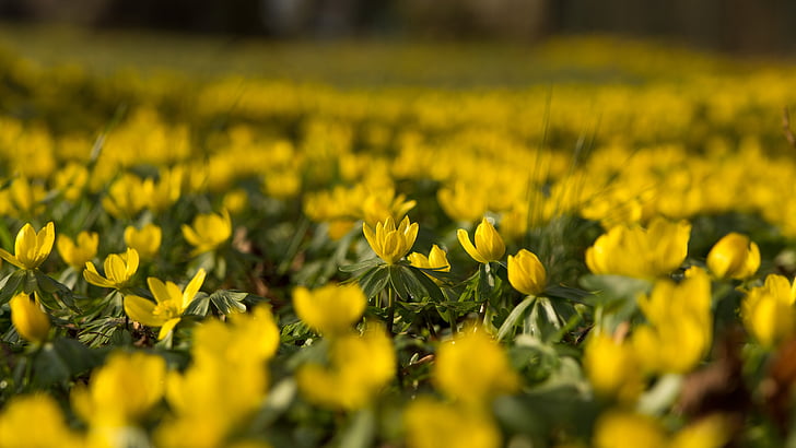 winterling, gėlės, geltona, pavasarį, hahnenfußgewächs, šviesus, Gamta