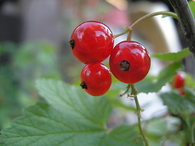 currant, plant, red currant, red, fruit, nature, leaf