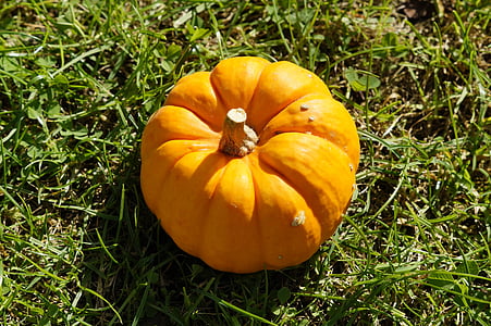 pumpkin, bright, orange, grass, autumn, halloween, autumn decoration