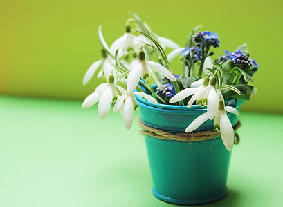 snowdrop, forget me not, flowers, bucket, yellow, green, petrol