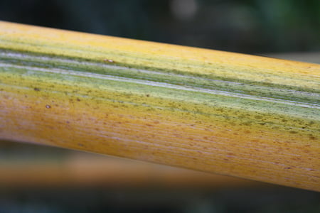 bamboo, close, plant, bamboo cane, reed, nature, close-up
