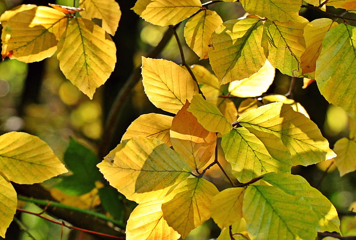 padajícího listí, podzim, buk, bukového listí, listy, října, zlatý podzim