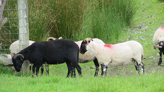 mouton noir, moutons, animal, noir, blanc, ferme, nature