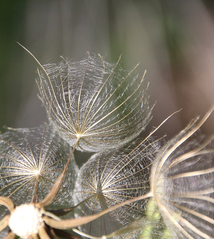 dandelion, screen, nature, close-up, plant, macro