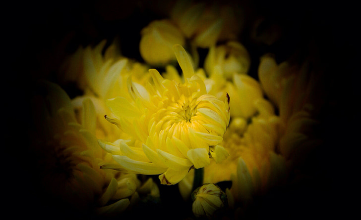 krysantemum, gul, november