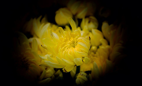 хризантеми, жовтий, Листопад