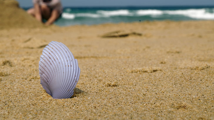 Beach, Shell, horisonten, havet, sommer, sand, rejse