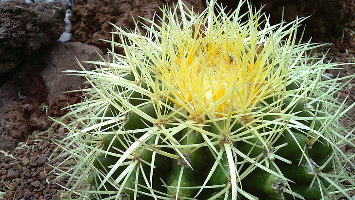 cactus, garden, nature
