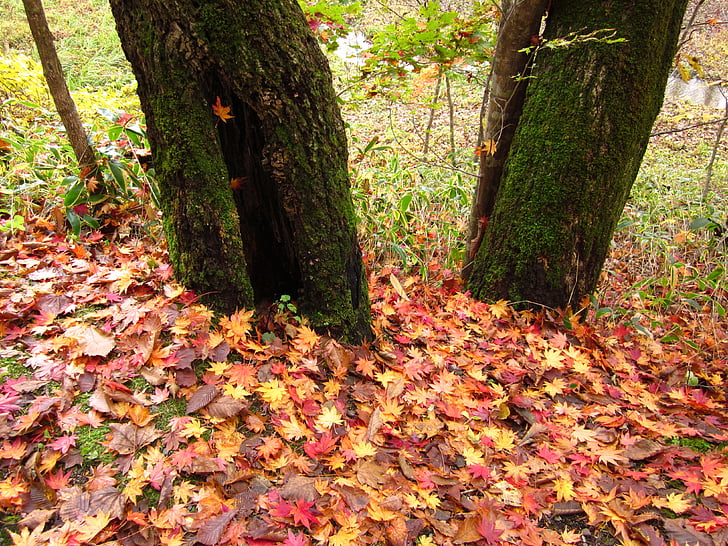 jesień, opadłych liści, drewno, lasu, ziemi