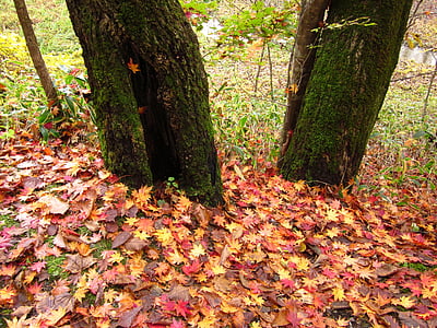 rudenį, nukritusius lapus, medienos, miško, žemės