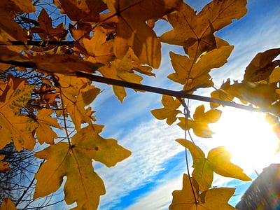 drzewo, Oddział, jesień, żółty, błękitne niebo