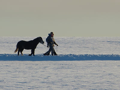 Pferd, menschlichen, Gegenlicht, zu Fuß, winterliche, Baum, entfernt
