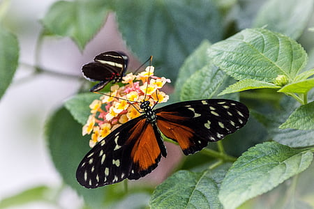 heliconius hecale, 골든 hecale, 나비, 비행 곤충, 비행, 곤충, 꽃