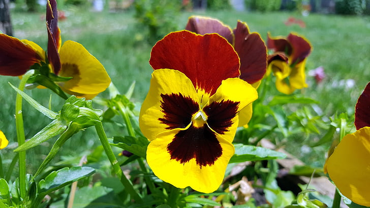 Pansy, Pansy kvet, Viola tricolor, žltá pansy, sirôtky, Záhradné pansy, kvet pansy