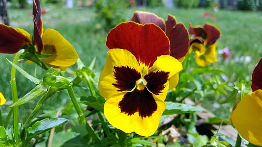 Maćuhica, peder cvet, Viola tricolor, rumena Maćuhica, mehkužci, vrt Maćuhica, cvet Maćuhica