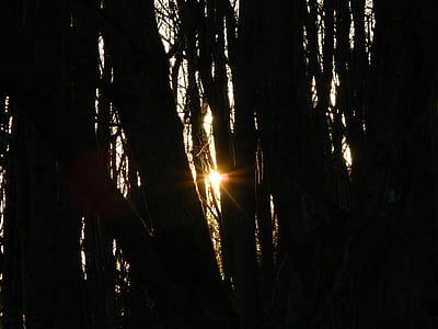 Wieczorem, Słońce, lasu, drzewa, wsi, drzewo, naturalne