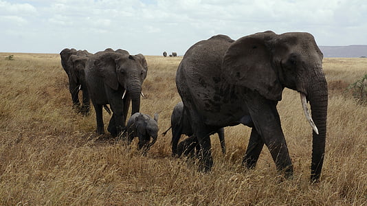 ช้าง, เซเรนเกติ, ลำต้น, ซาฟารี, แอฟริกา, สัตว์, จมูกยาว