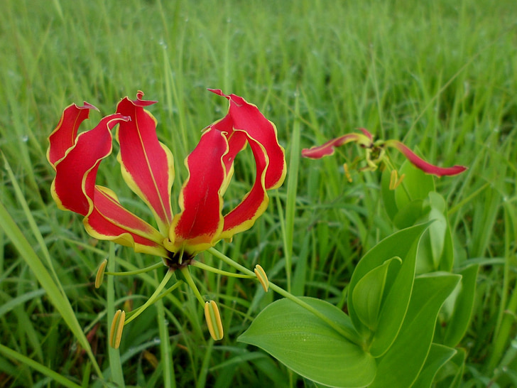 Flame lily, Gloriosa superba, bloem, Lily, tropische, exotische, Zambia