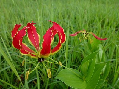 Flamme-Lilie, Gloriosa superba, Blume, Lilie, tropische, exotische, Sambia