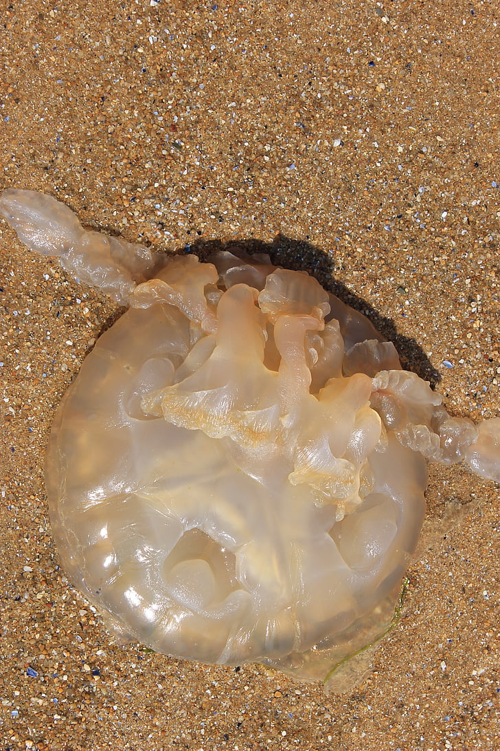 Medúza, Já?, oceán, pláž, písek, zvířecí shell, Příroda