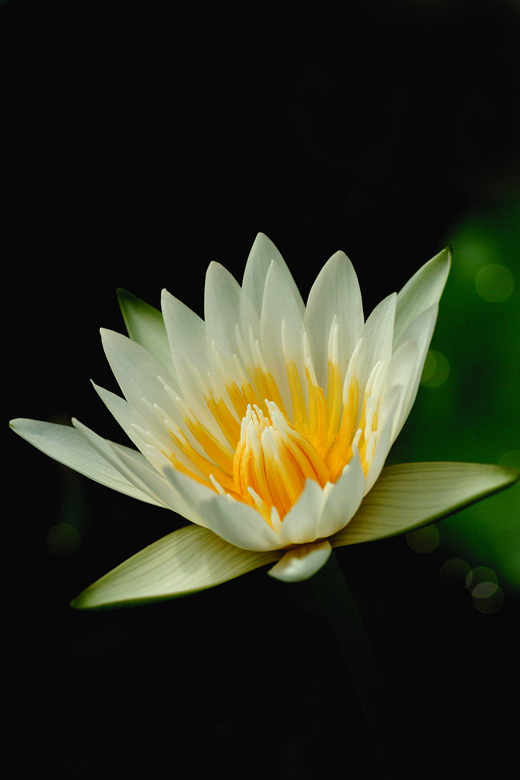 Lotus, blommor, naturen, färsk, vit lotus, Bua ban, vattenväxter