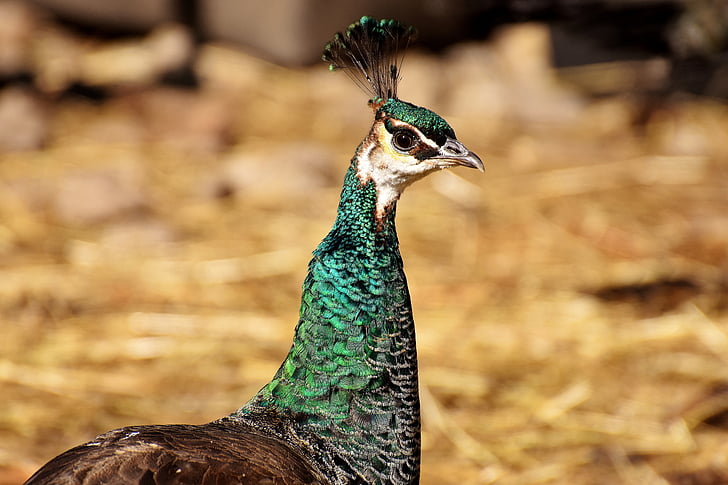 Peacock, vrouw, trots, vogel, dier, veer, natuur