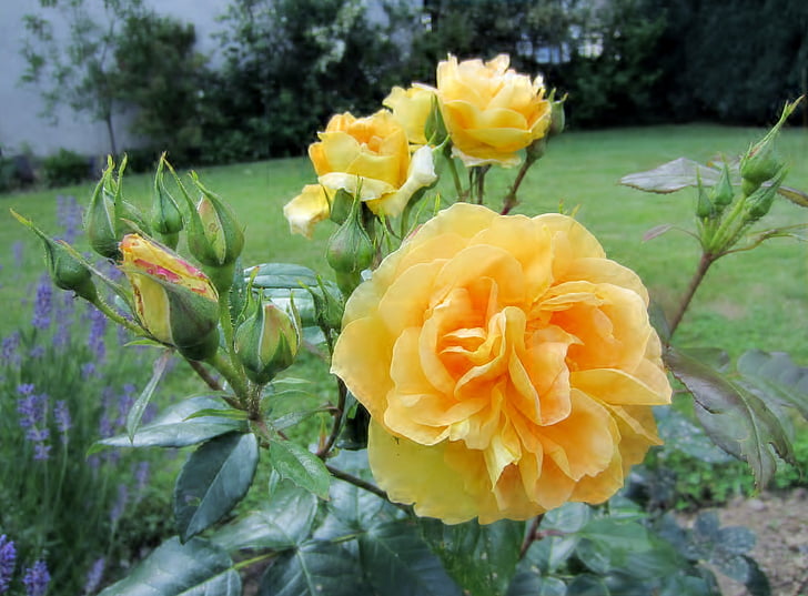 yellow, rose, bloom