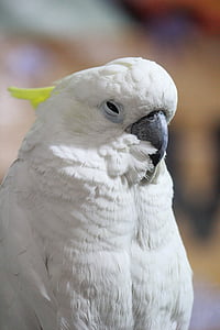 Cacatua, ocell, bec, cresta, cresta, close-up, blanc