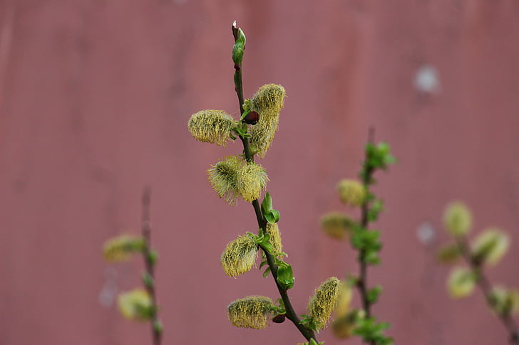 pussy willow, yellow, green, stainless, faded, branch, pollen