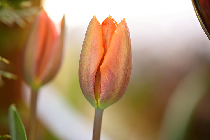 květ, Tulipán, bledý, oranžová, pastelová, květ, Bloom